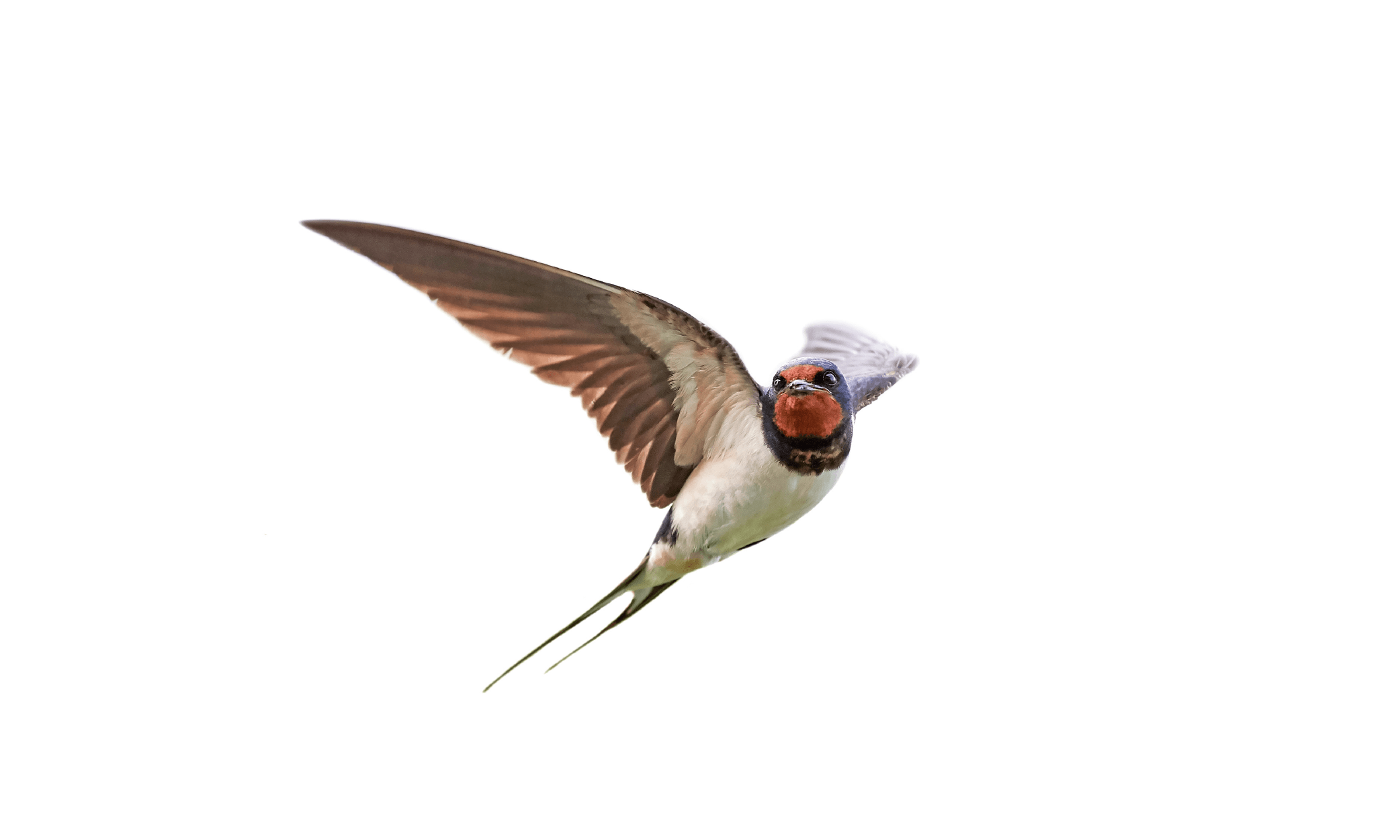 Bird Control Services