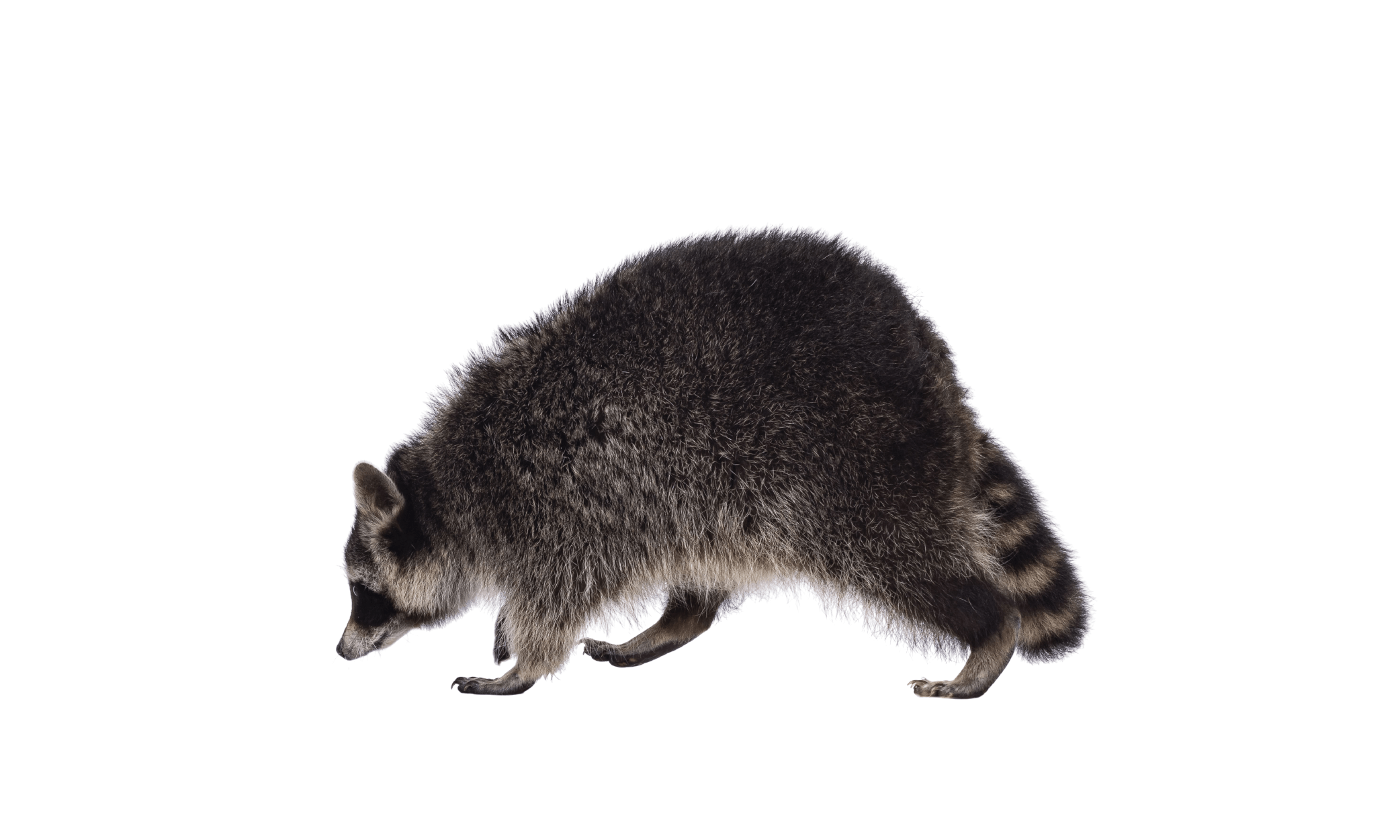 Wildlife Removal Services